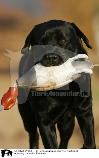 apportierender Labrador Retriever / retrieving Labrador Retriever / SKO-01698