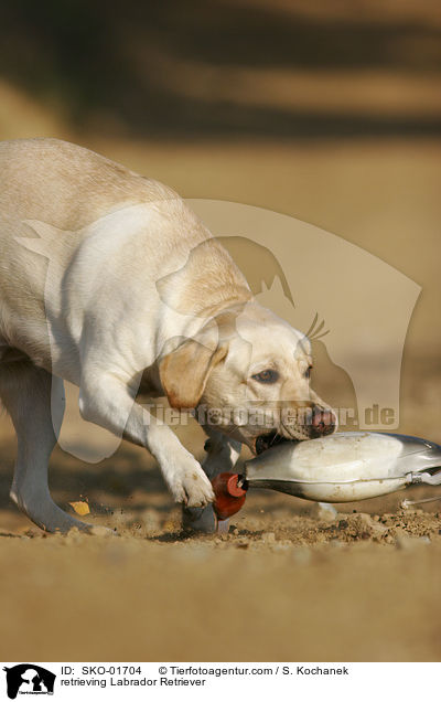apportierender Labrador Retriever / retrieving Labrador Retriever / SKO-01704