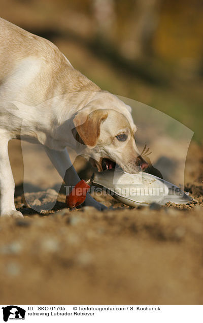 apportierender Labrador Retriever / retrieving Labrador Retriever / SKO-01705