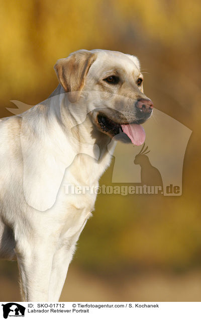 Labrador Retriever Portrait / Labrador Retriever Portrait / SKO-01712