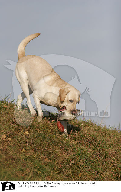apportierender Labrador Retriever / retrieving Labrador Retriever / SKO-01713