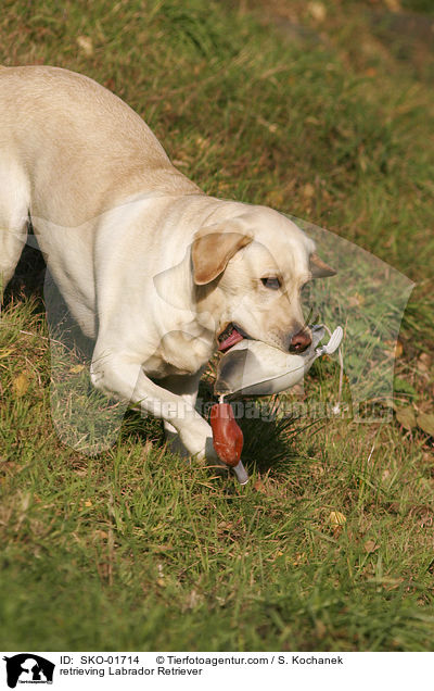 apportierender Labrador Retriever / retrieving Labrador Retriever / SKO-01714