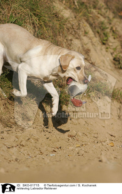 apportierender Labrador Retriever / retrieving Labrador Retriever / SKO-01715
