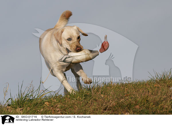 apportierender Labrador Retriever / retrieving Labrador Retriever / SKO-01716