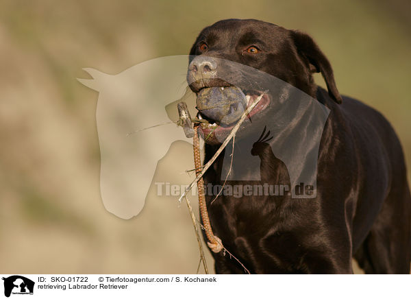 apportierender Labrador Retriever / retrieving Labrador Retriever / SKO-01722