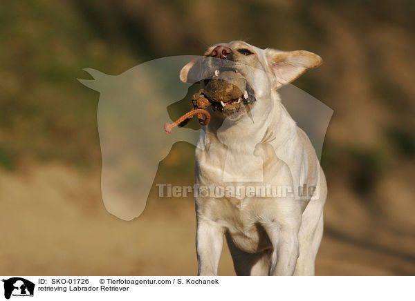 apportierender Labrador Retriever / retrieving Labrador Retriever / SKO-01726