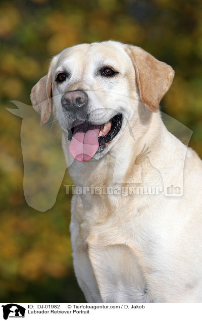 Labrador Retriever Portrait / Labrador Retriever Portrait / DJ-01982