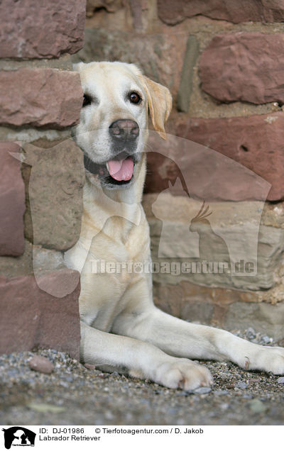 Labrador Retriever / Labrador Retriever / DJ-01986