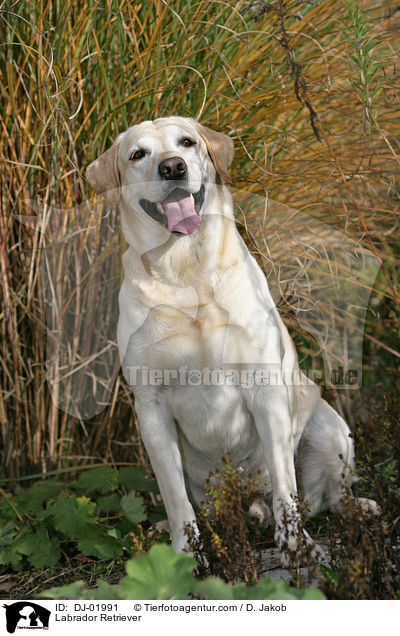 Labrador Retriever / Labrador Retriever / DJ-01991