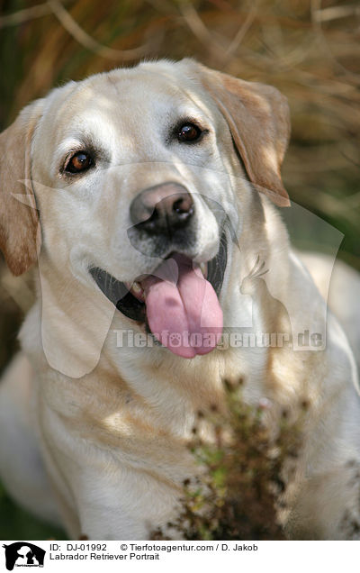 Labrador Retriever Portrait / Labrador Retriever Portrait / DJ-01992