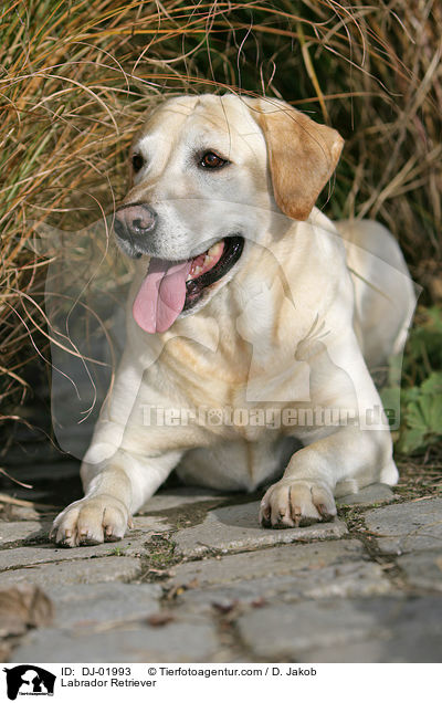 Labrador Retriever / Labrador Retriever / DJ-01993
