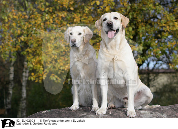 Labrador & Golden Retriever / Labrador & Golden Retrievers / DJ-02001