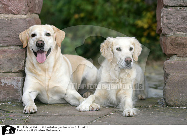 Labrador & Golden Retriever / Labrador & Golden Retrievers / DJ-02004