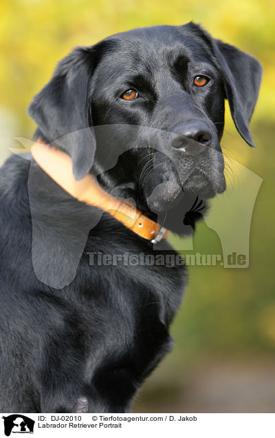 Labrador Retriever Portrait / Labrador Retriever Portrait / DJ-02010