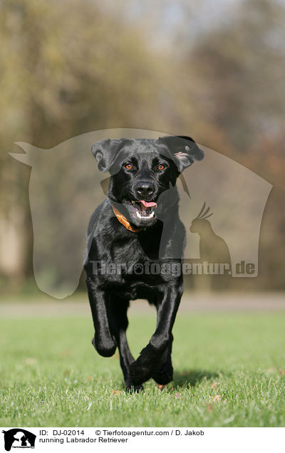 rennender Labrador Retriever / running Labrador Retriever / DJ-02014