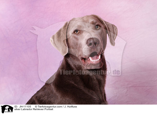 silver Labrador Retriever Portrait / JH-11105
