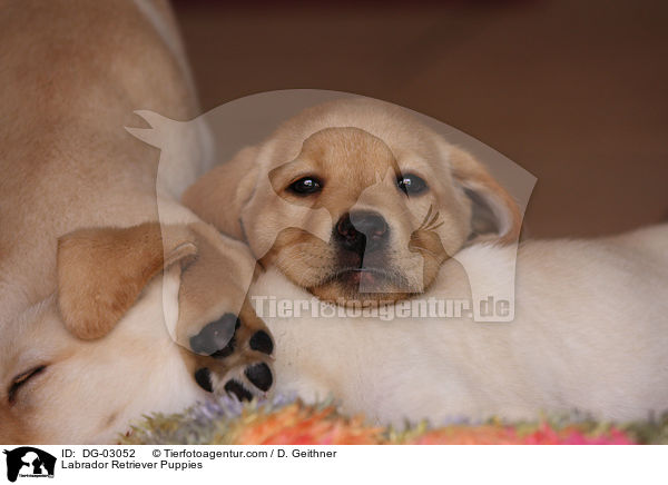 Labrador Retriever Welpen / Labrador Retriever Puppies / DG-03052