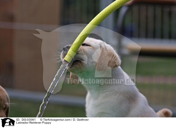 Labrador Retriever Welpe / Labrador Retriever Puppy / DG-03061