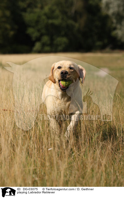 spielender Labrador Retriever / playing Labrador Retriever / DG-03075