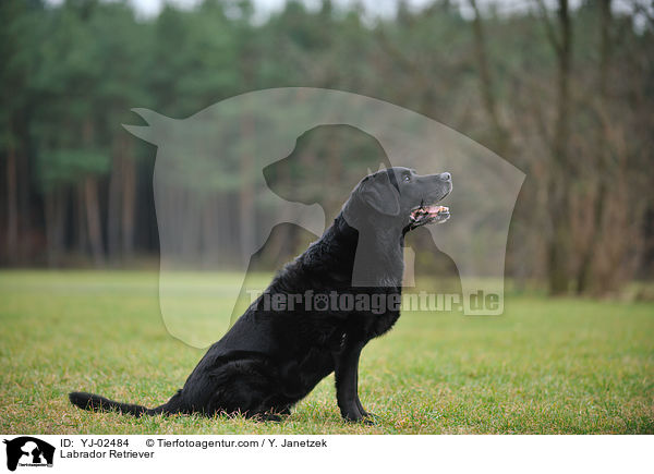 Labrador Retriever / Labrador Retriever / YJ-02484