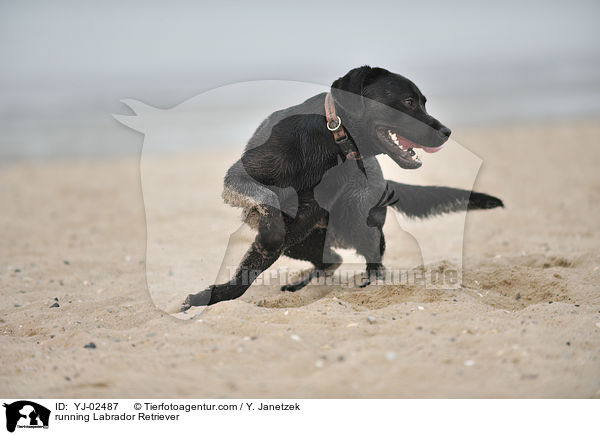 rennender Labrador Retriever / running Labrador Retriever / YJ-02487