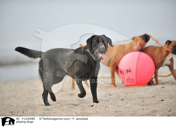 spielende Hunde / playing dogs / YJ-02489