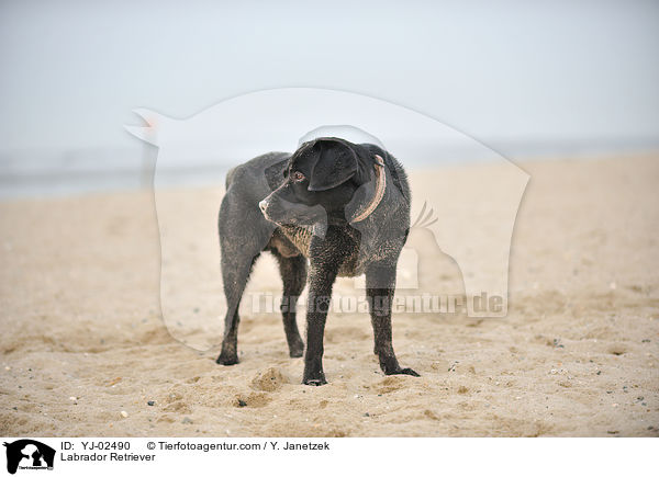 Labrador Retriever / Labrador Retriever / YJ-02490