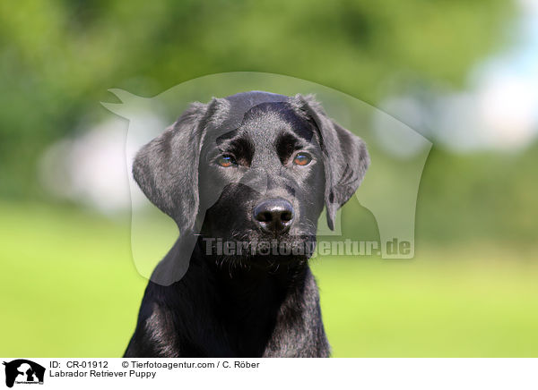 Labrador Retriever Welpe / Labrador Retriever Puppy / CR-01912