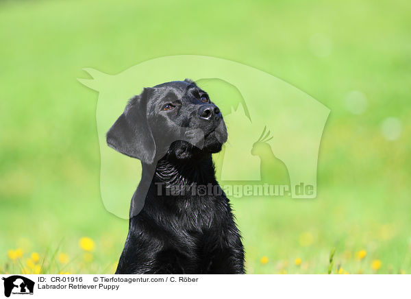 Labrador Retriever Welpe / Labrador Retriever Puppy / CR-01916