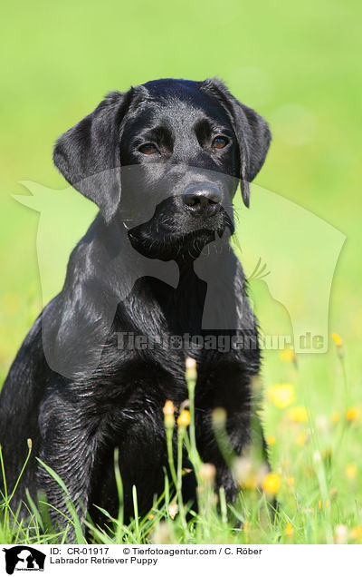 Labrador Retriever Welpe / Labrador Retriever Puppy / CR-01917