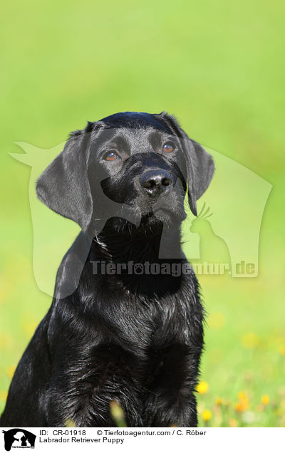 Labrador Retriever Welpe / Labrador Retriever Puppy / CR-01918