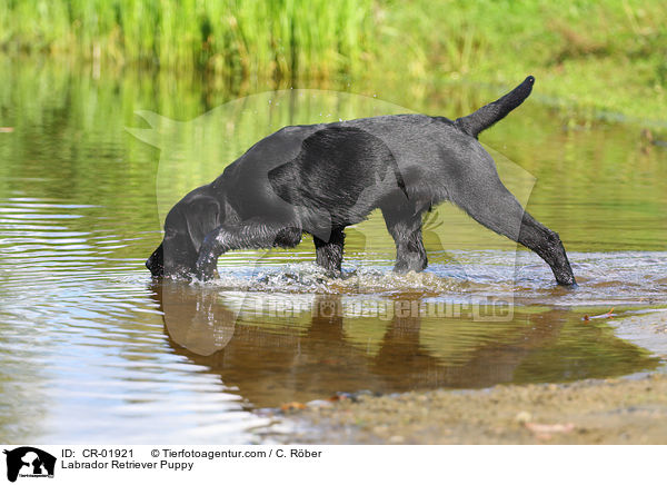 Labrador Retriever Puppy / CR-01921