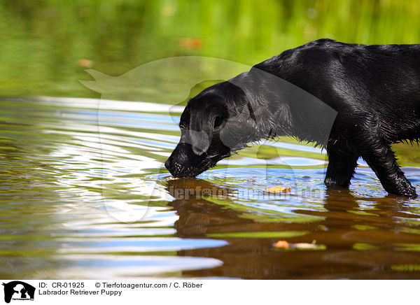 Labrador Retriever Welpe / Labrador Retriever Puppy / CR-01925