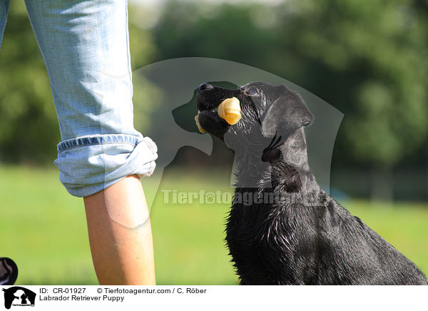 Labrador Retriever Welpe / Labrador Retriever Puppy / CR-01927