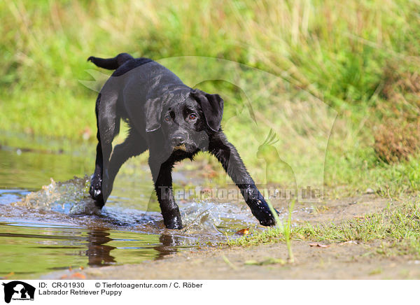 Labrador Retriever Welpe / Labrador Retriever Puppy / CR-01930
