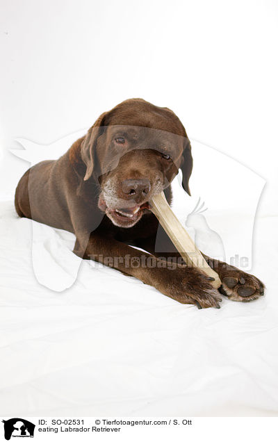 fressender Labrador Retriever / eating Labrador Retriever / SO-02531