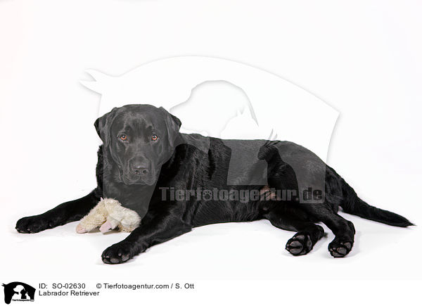 Labrador Retriever / Labrador Retriever / SO-02630
