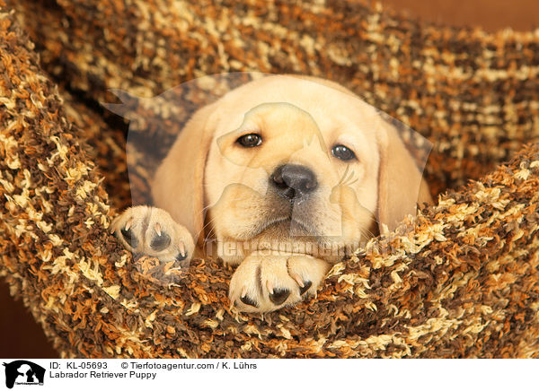 Labrador Retriever Puppy / KL-05693