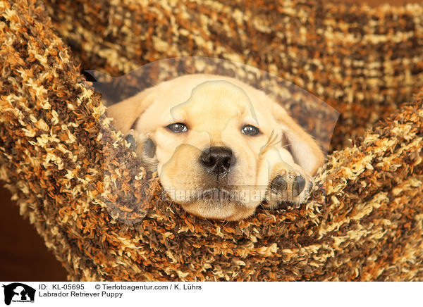 Labrador Retriever Puppy / KL-05695
