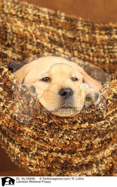 Labrador Retriever Welpe / Labrador Retriever Puppy / KL-05696