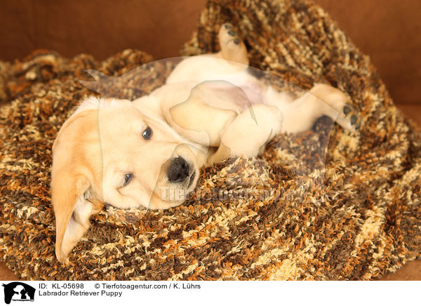 Labrador Retriever Welpe / Labrador Retriever Puppy / KL-05698