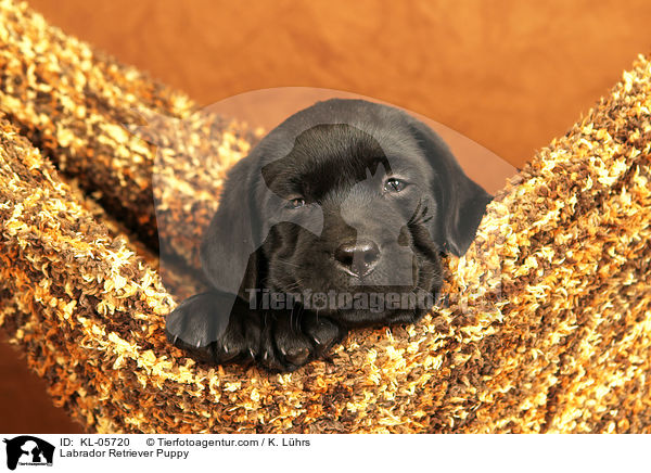 Labrador Retriever Puppy / KL-05720