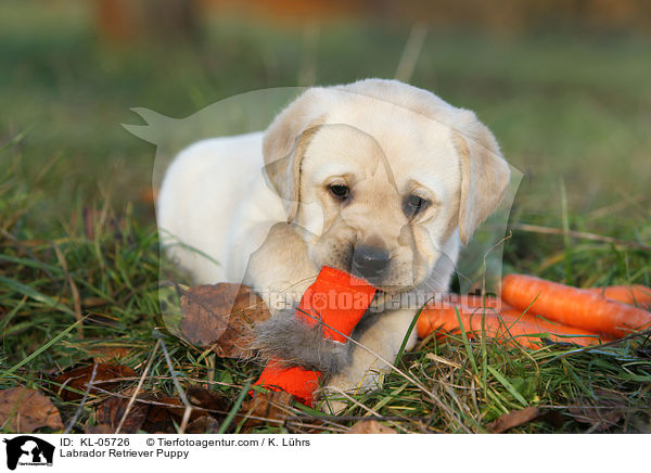 Labrador Retriever Welpe / Labrador Retriever Puppy / KL-05726