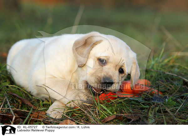 Labrador Retriever Welpe / Labrador Retriever Puppy / KL-05727