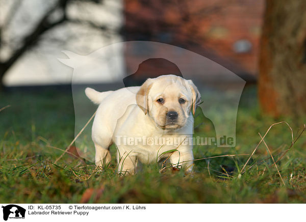 Labrador Retriever Puppy / KL-05735