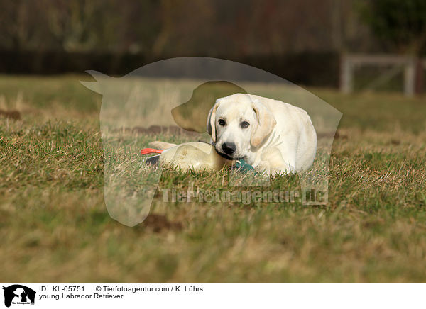 junger Labrador Retriever / young Labrador Retriever / KL-05751
