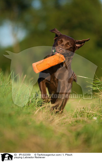 spielender Labrador Retriever / playing Labrador Retriever / IPI-02359