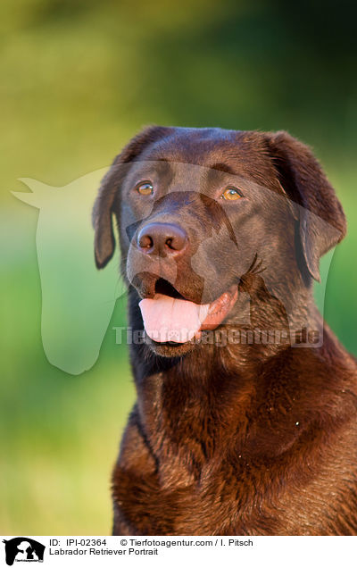 Labrador Retriever Portrait / Labrador Retriever Portrait / IPI-02364