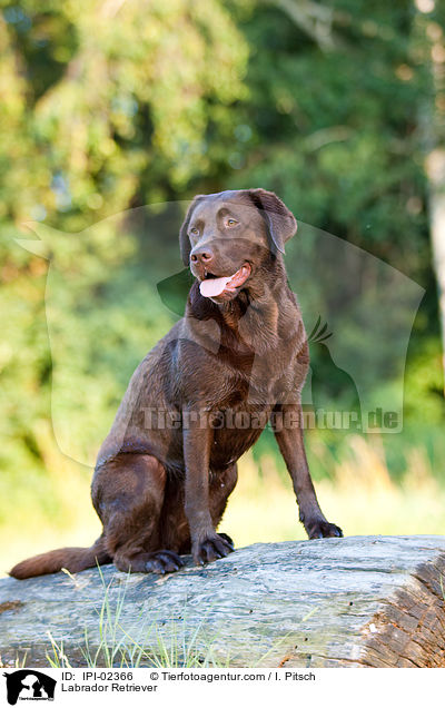 Labrador Retriever / Labrador Retriever / IPI-02366
