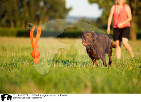 spielender Labrador Retriever / playing Labrador Retriever / IPI-02372